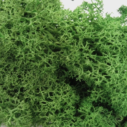 ジオラマモス ニューグリーン 5個入