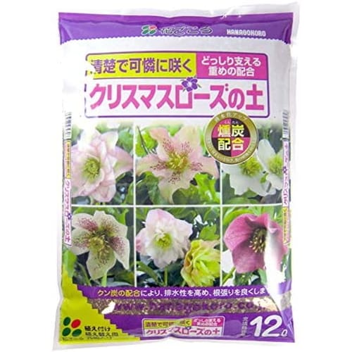 クリスマスローズの土