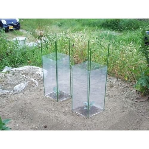 渡辺泰 苗ガード 5枚入