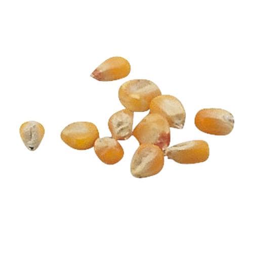 野菜の種とうもろこし