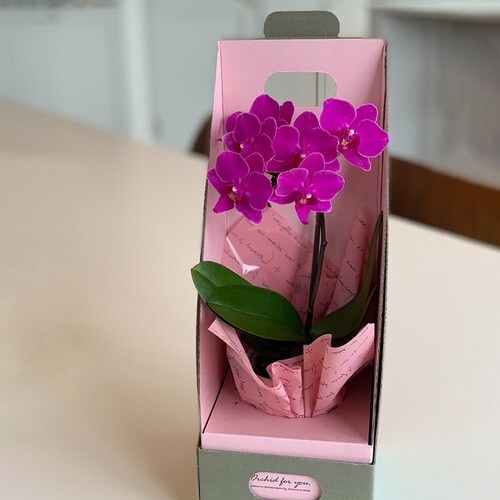 マイクロ胡蝶蘭(2.5号鉢1本 濃ピンク)
