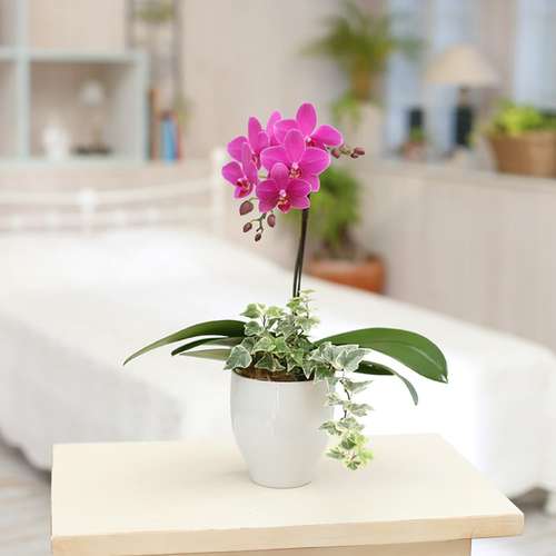 ミディ胡蝶蘭観葉寄せ(4.5号鉢1本 濃ピンク)