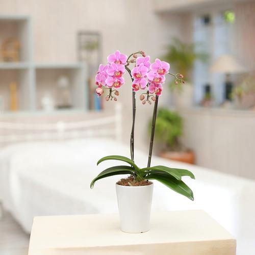 ミディ胡蝶蘭(4号鉢ラージ2本立ち 濃ピンク)