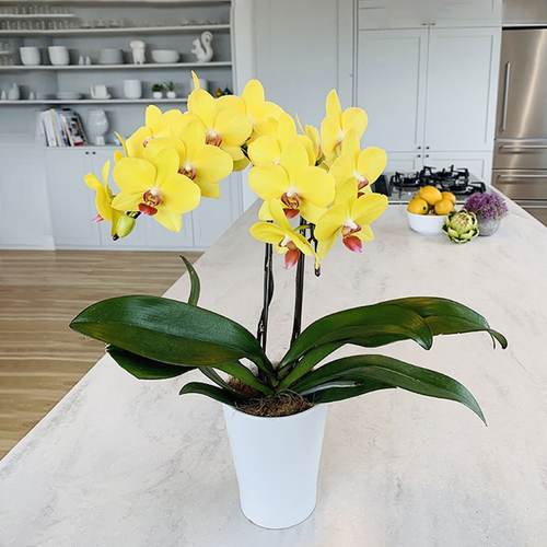 ミディ胡蝶蘭(4号鉢ラージ2本立ち イエロー系)