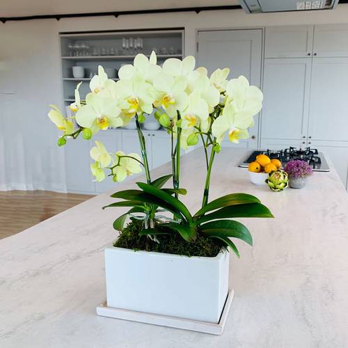 ミディ胡蝶蘭(5.5号鉢3本立ち イエロー系)