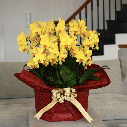 シェアオーキッド(10号鉢10本立ち イエロー系)