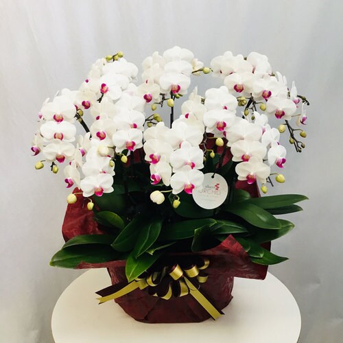 シェアオーキッド(10号鉢10本立ち ホワイト系)