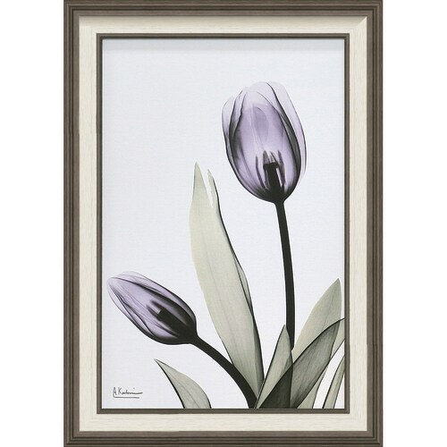 XRAYアート チューリップ Mサイズ