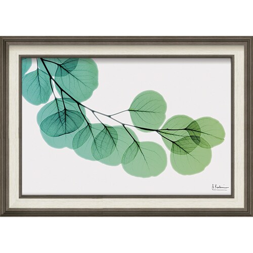 XRAYアート ユーカリ Mサイズ