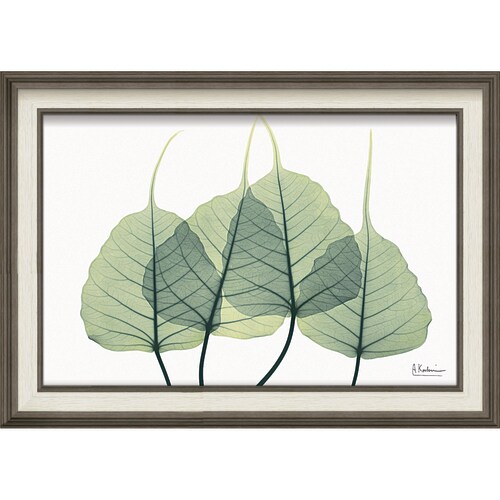 XRAYアート リーフ3 Mサイズ