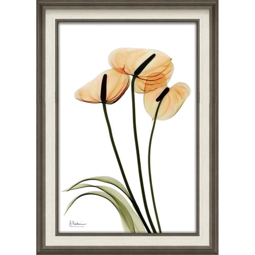 XRAYアート アンスリウム Mサイズ