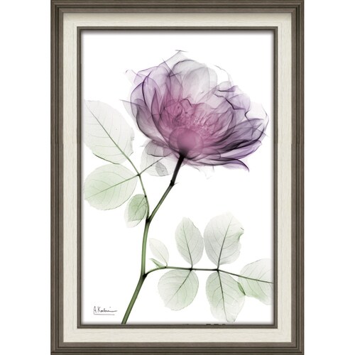 XRAYアート ラウンドローズ Mサイズ