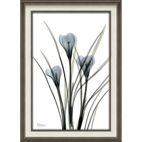 XRAYアート クロッカス Mサイズ