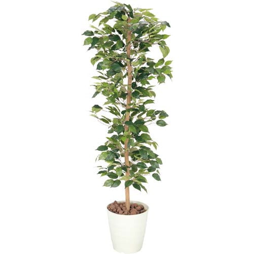 人工植物 ベンジャミン 高さ1700 光触媒