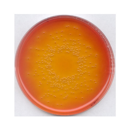 1.02894.0500 デオキシコール