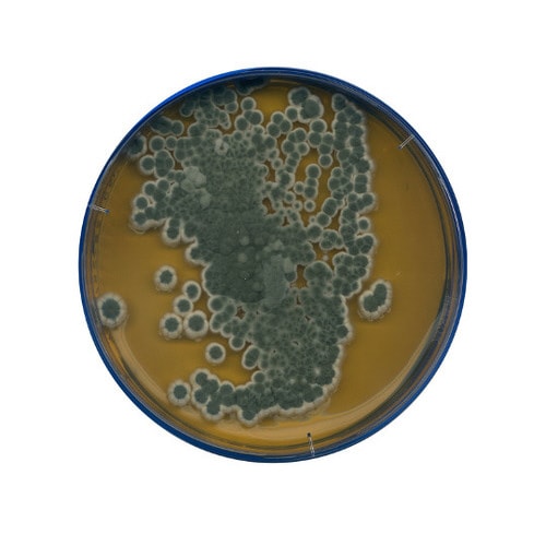 1.05398.0500 麦芽エキス寒天
