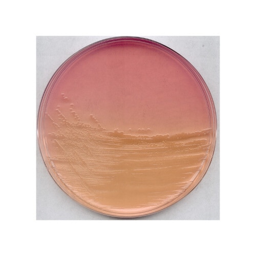 1.04044.0500 遠藤寒天培地