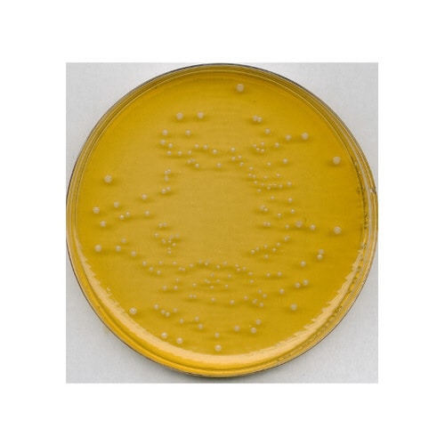 1.00445.0500 ユニバーサル