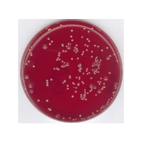 1.07899.0500 ブドウ球菌選択