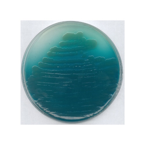 1.10988.0500 シュードモナス