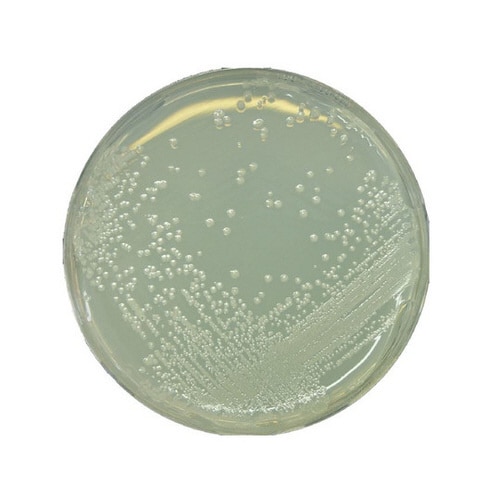 1.07994.0500 BAT 寒天培