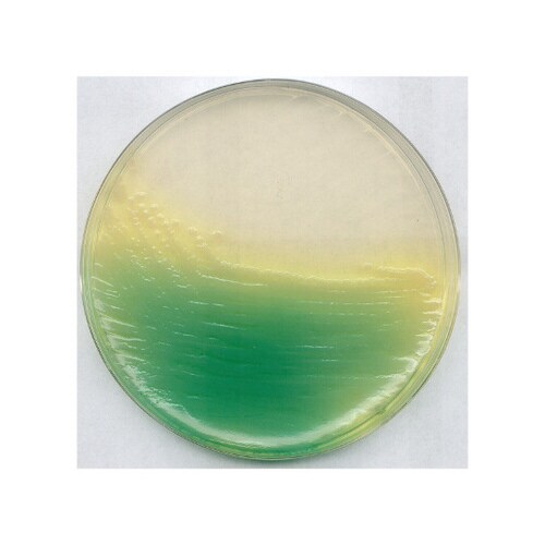 1.10991.0500 KING 寒天