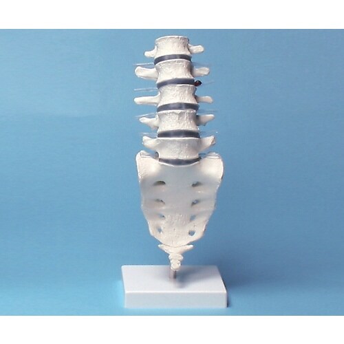 腰椎モデル 390×120×120