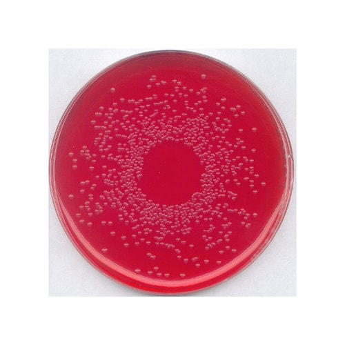 1.10747.0500 BPLS 寒天