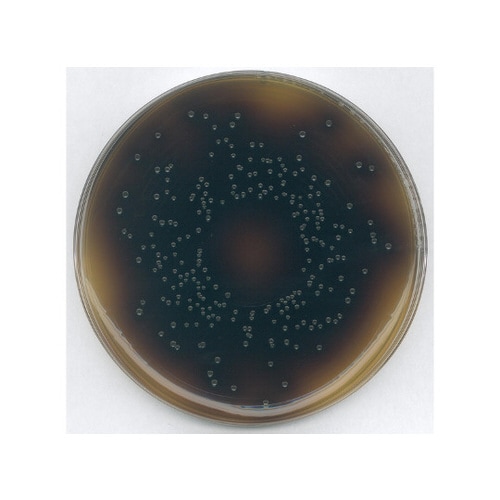 1.07004.0500 オクスフォード