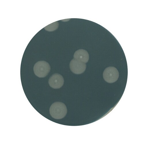 1.03750.0500 酵母エキス寒天