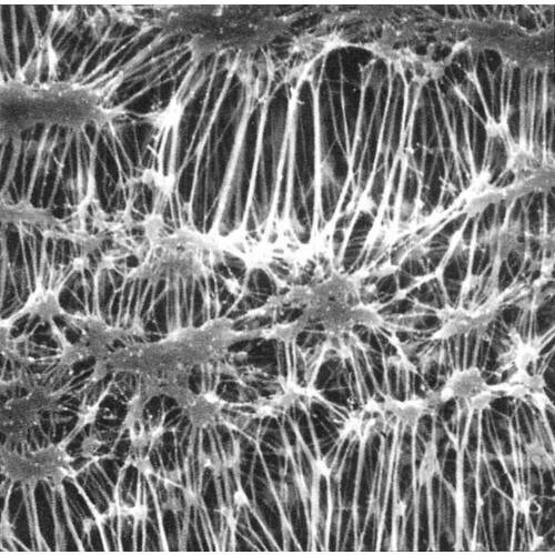 フロリナート・メンブレンフィルタFHLP04700