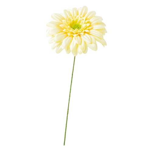 ガーベラフルリールS/ベビーイエロー2 12本×2