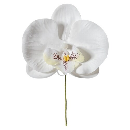 胡蝶蘭フルリールーS/ホワイトー1 10本×2