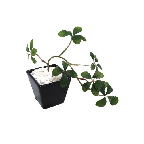 人工観葉植物シュガーバインBLKSサイズ