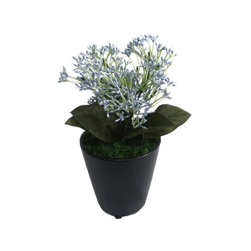 人工観葉植物ブルースキニアミニサイズ