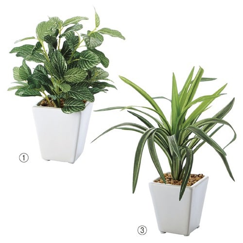 ミニグリーンポット ドラセナ