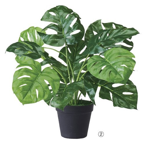 グリーンポット モンステラ