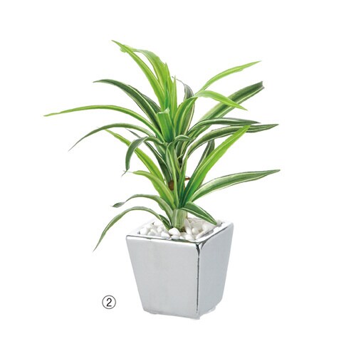 卓上グリーンポット ドラセナ・サンデリアーナ