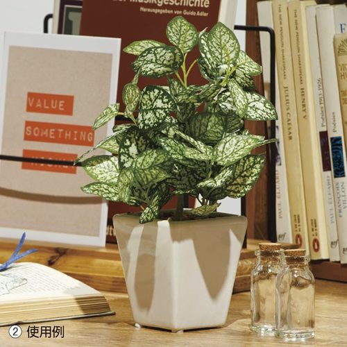 ミニグリーンポット ペペロミア