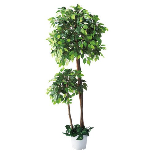 ベンジャミンダブル