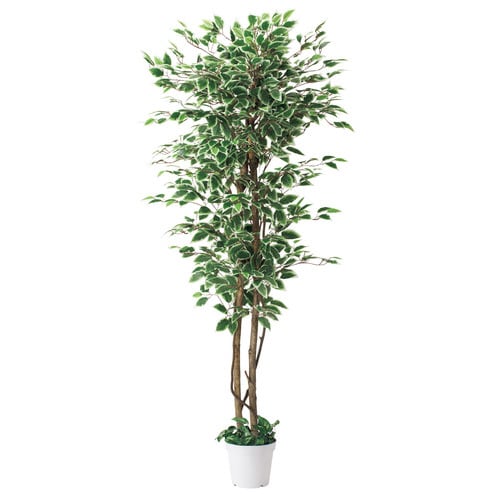 立ち木 ベンジャミングリーン/ホワイト