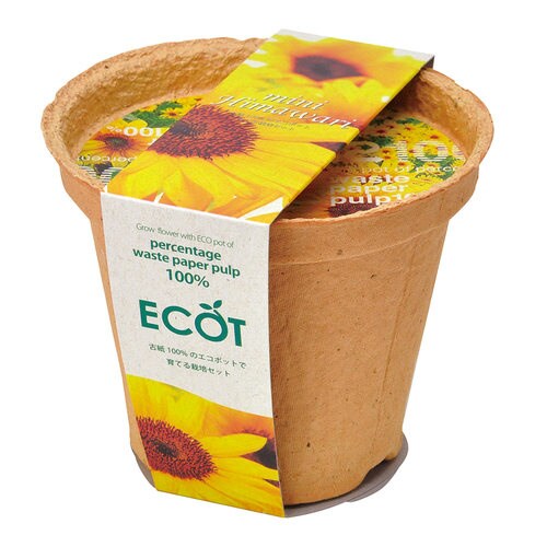 スマイル サンフラワー エコット