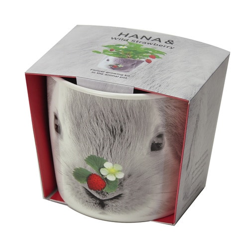 ハナ&アニマルズ ウサギ ストロベリー