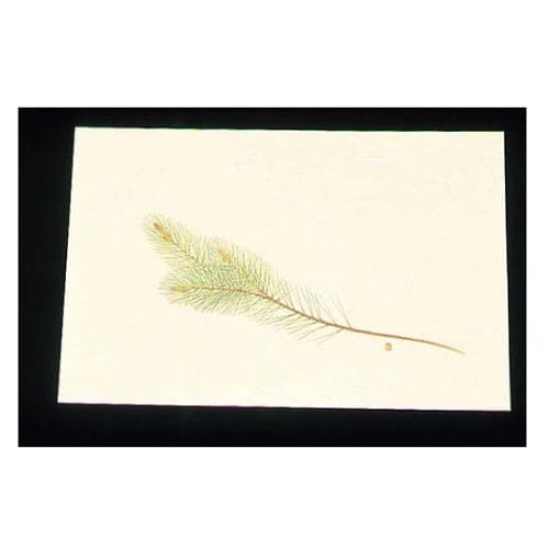 尺三クリーム(100枚入)WSS−2