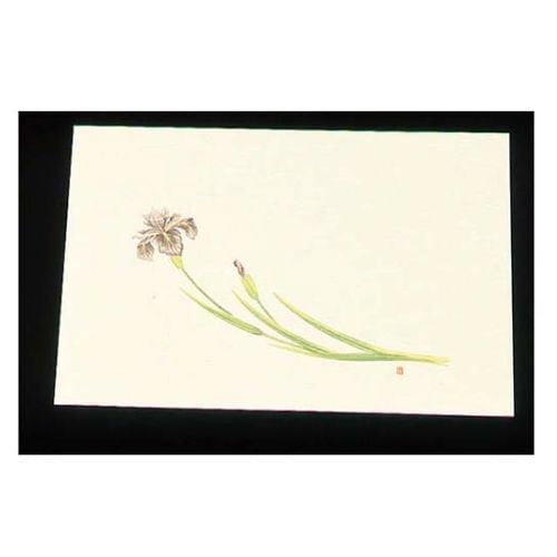 尺三クリーム(100枚入)WSS−5