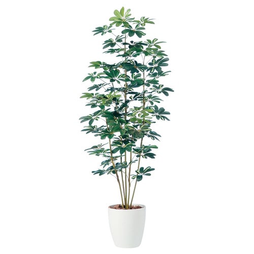 シュフレラ(人工樹木)180cm(光触媒)