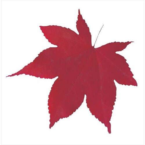 型抜きクリアシート(200枚入) 赤もみじ