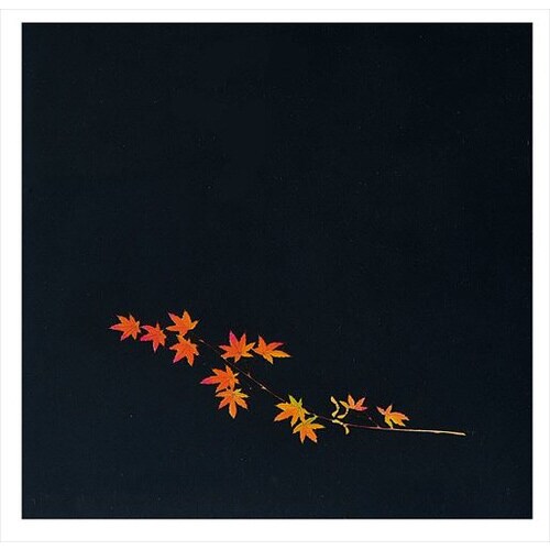 クリア四季 赤もみじ(200枚入)OS−18−9