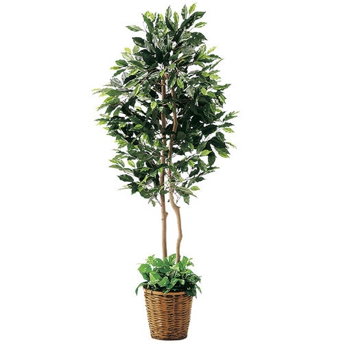 フィカスツイン