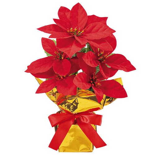 23cmポインセチアローコストポット ×2個